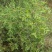 产地3年酸枣树苗