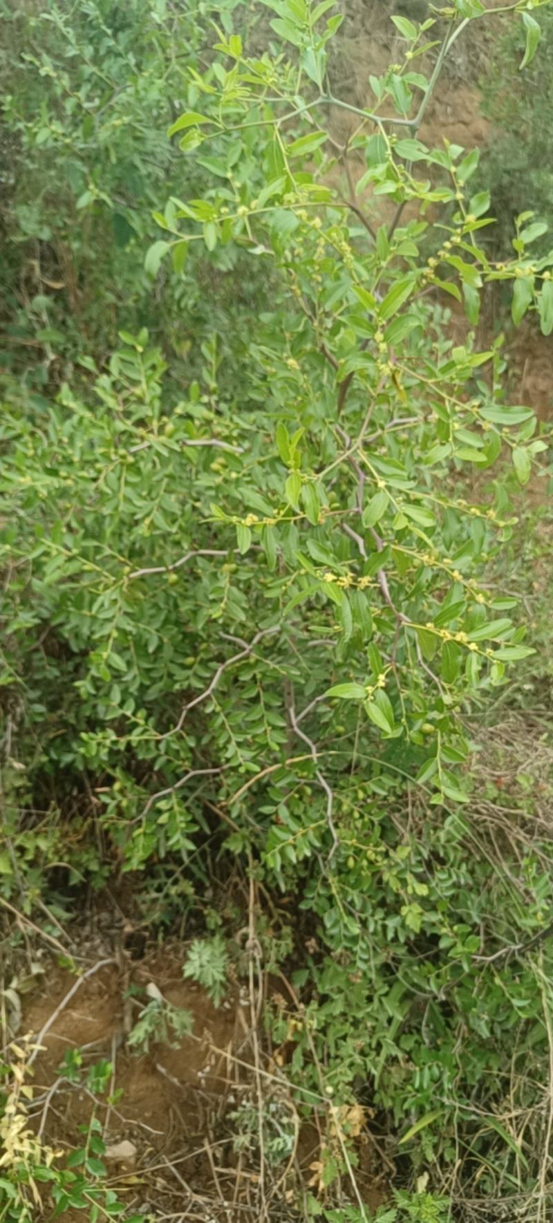 产地3年酸枣树苗