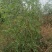 产地3年酸枣树苗