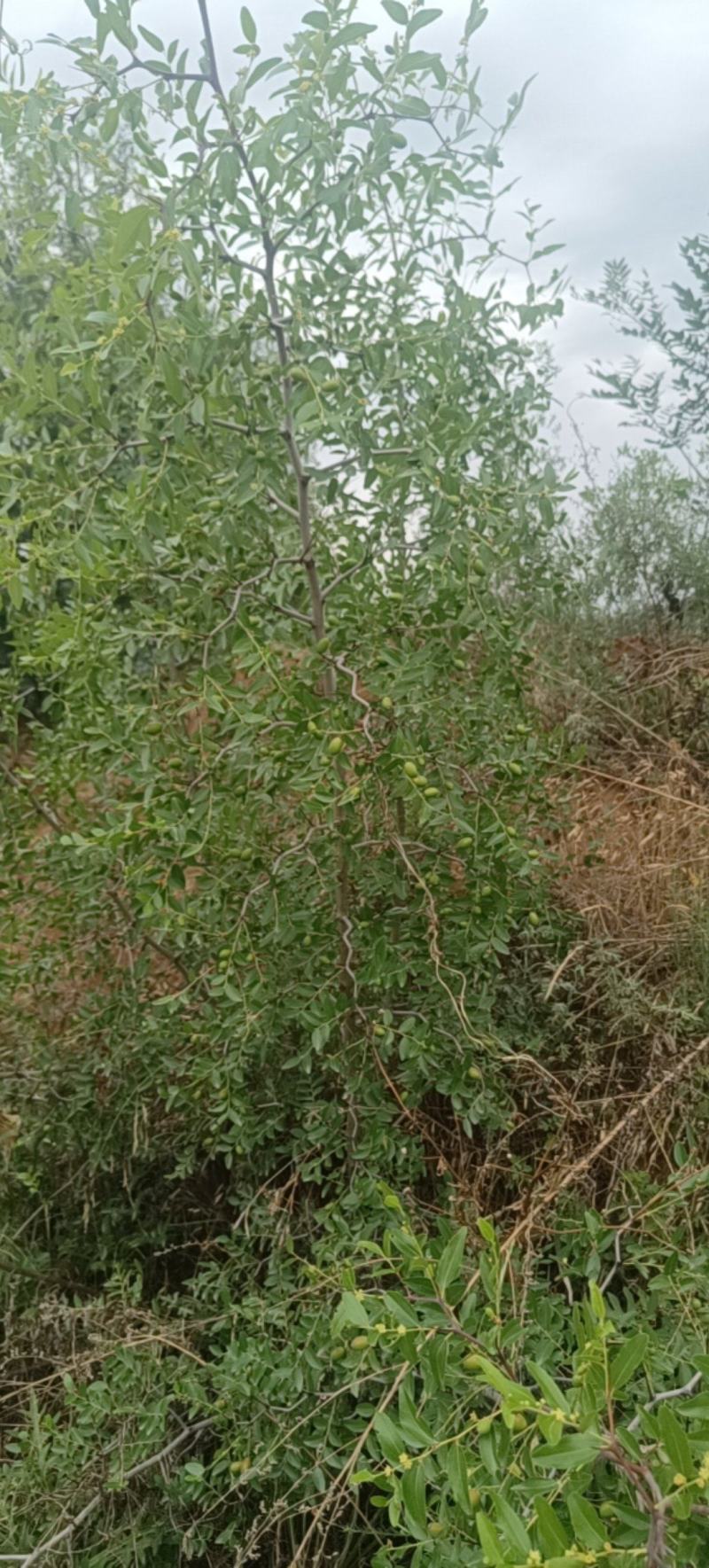 产地3年酸枣树苗