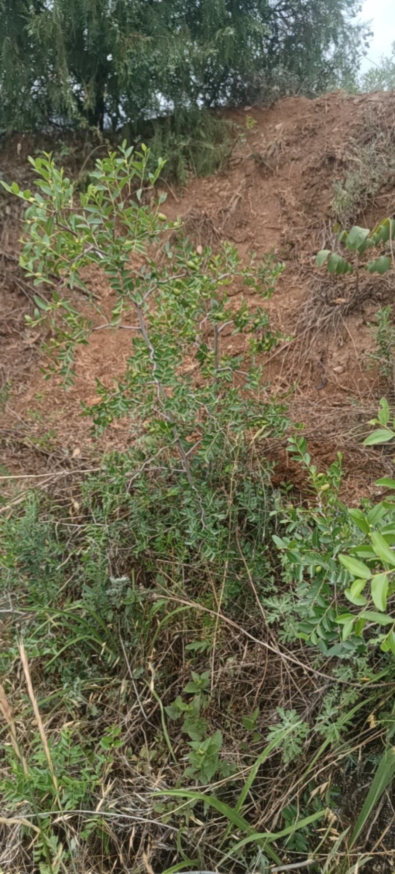 产地3年酸枣树苗