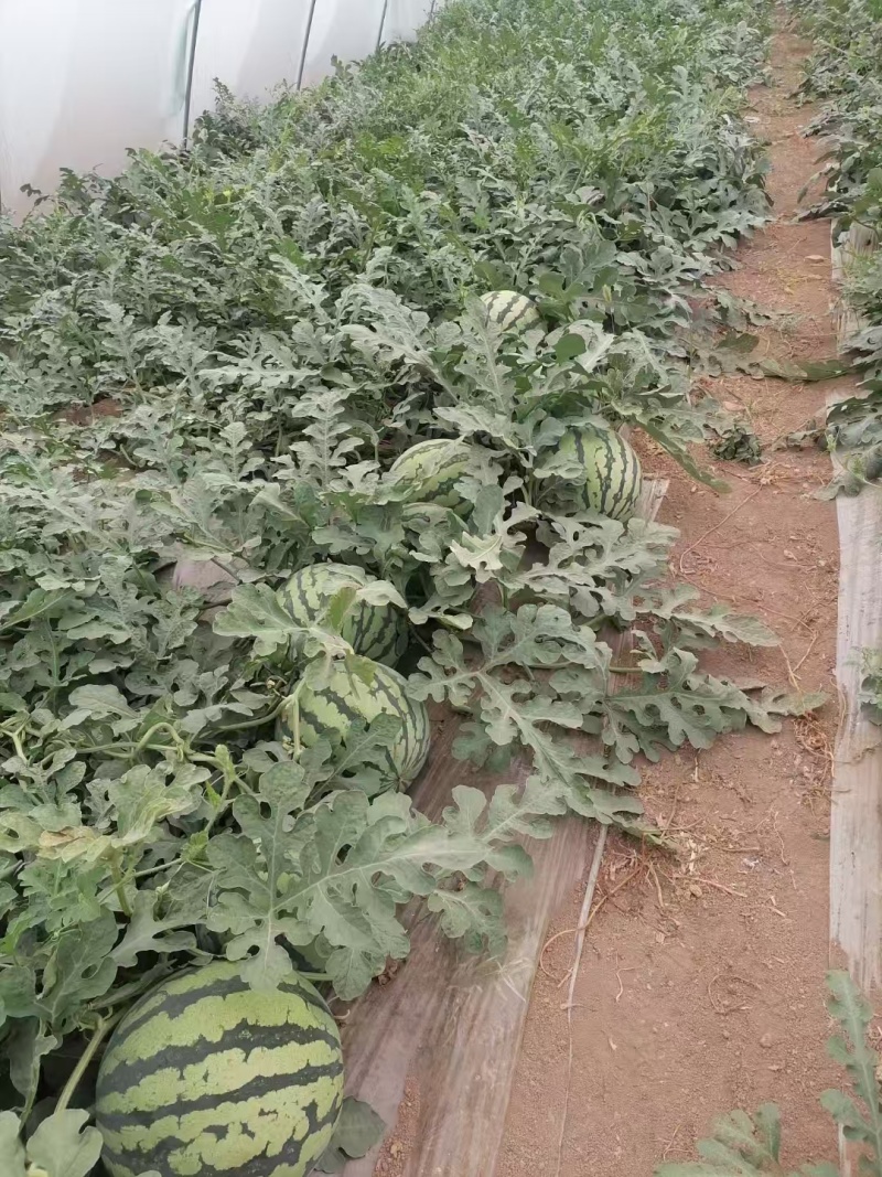 美都西瓜/麒麟西瓜大量接单产地直发量大从优欢迎下单