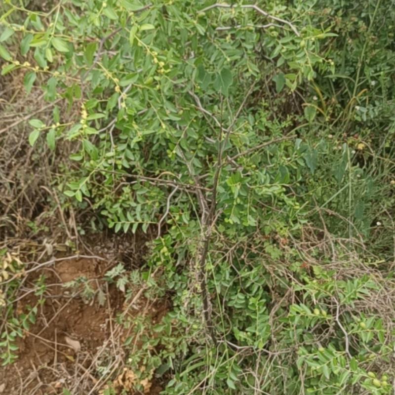 产地3年酸枣树苗