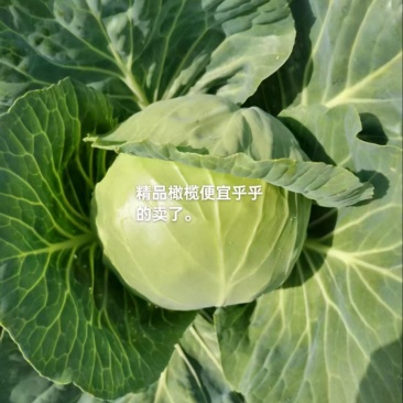 甘蓝圆包菜包头菜