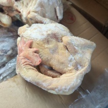 蛋鸡种鸡麻鸡三黄鸡规格齐全
