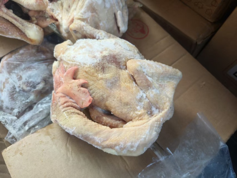 蛋鸡种鸡麻鸡三黄鸡规格齐全