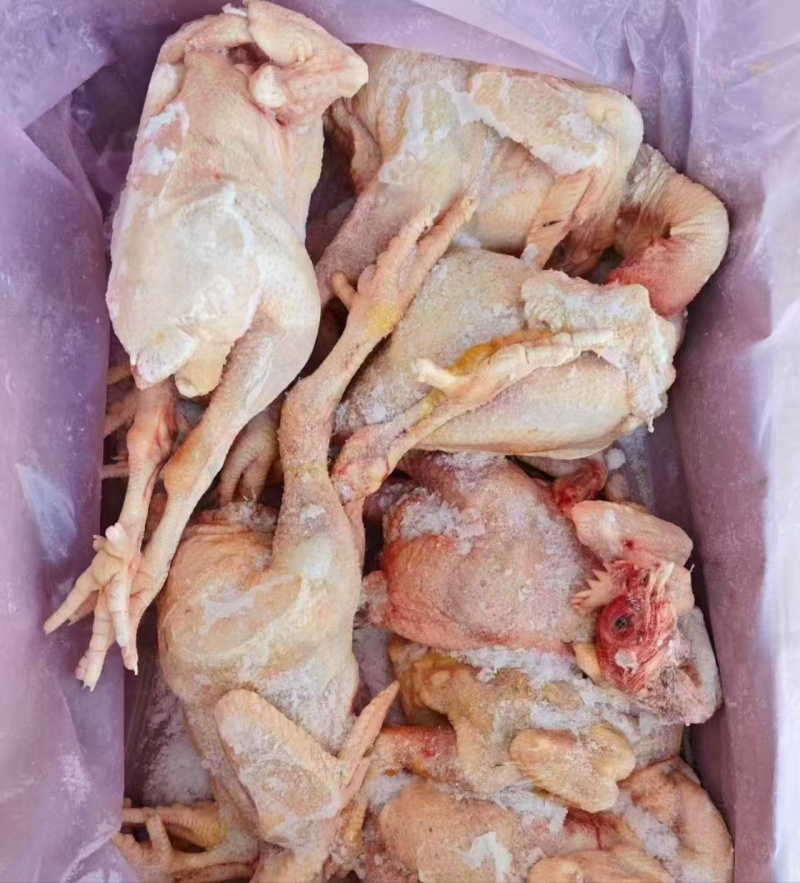 蛋鸡种鸡麻鸡三黄鸡规格齐全