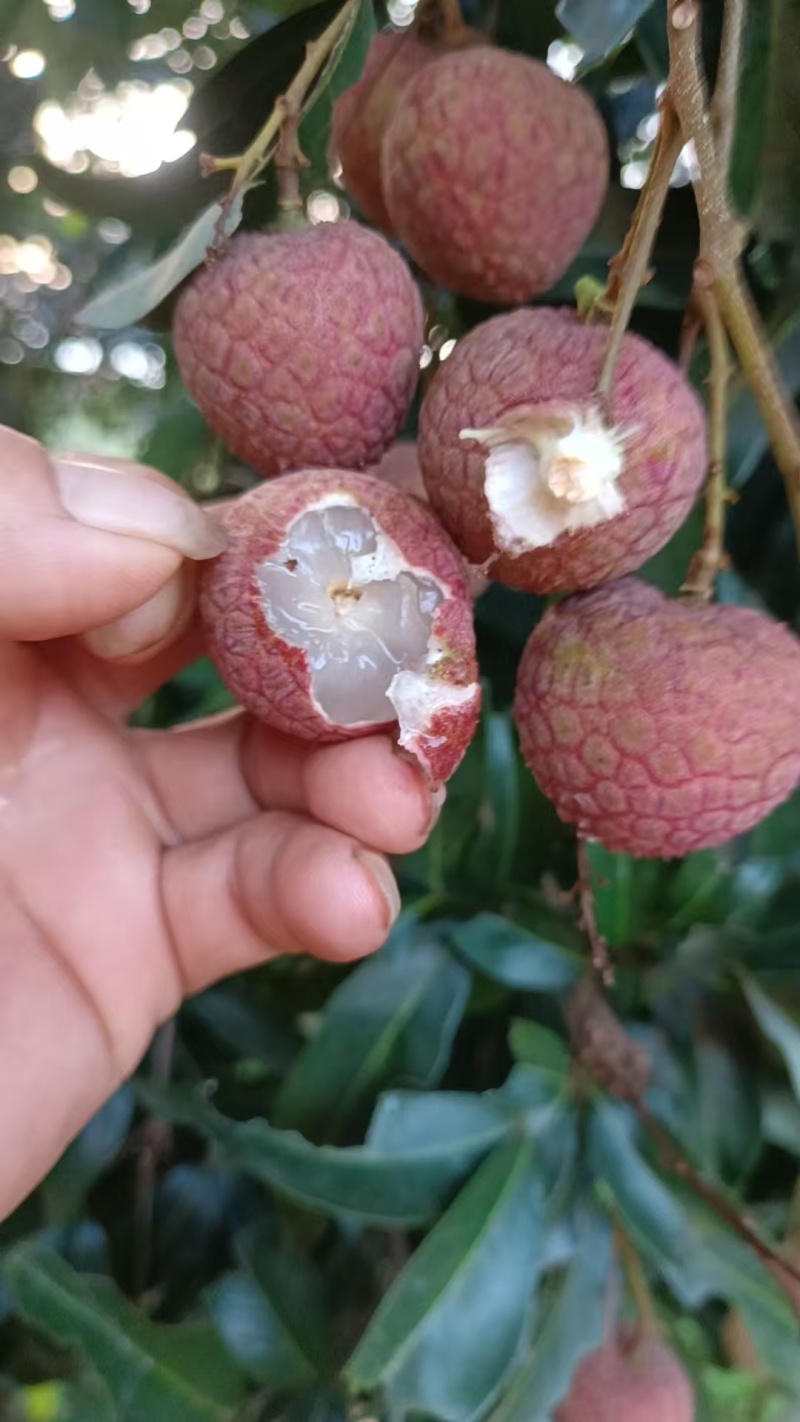 荔枝