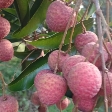 荔枝