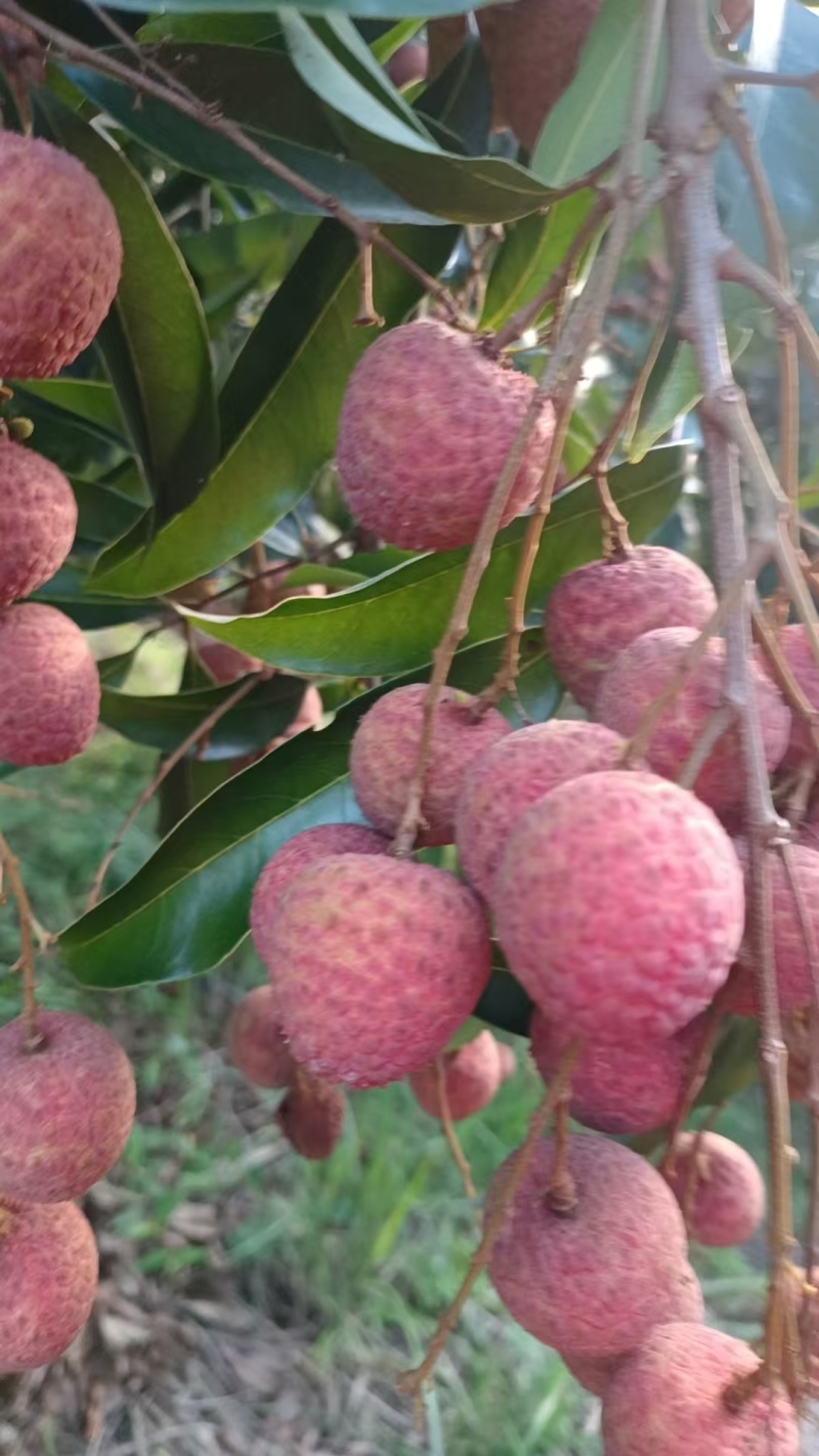 荔枝