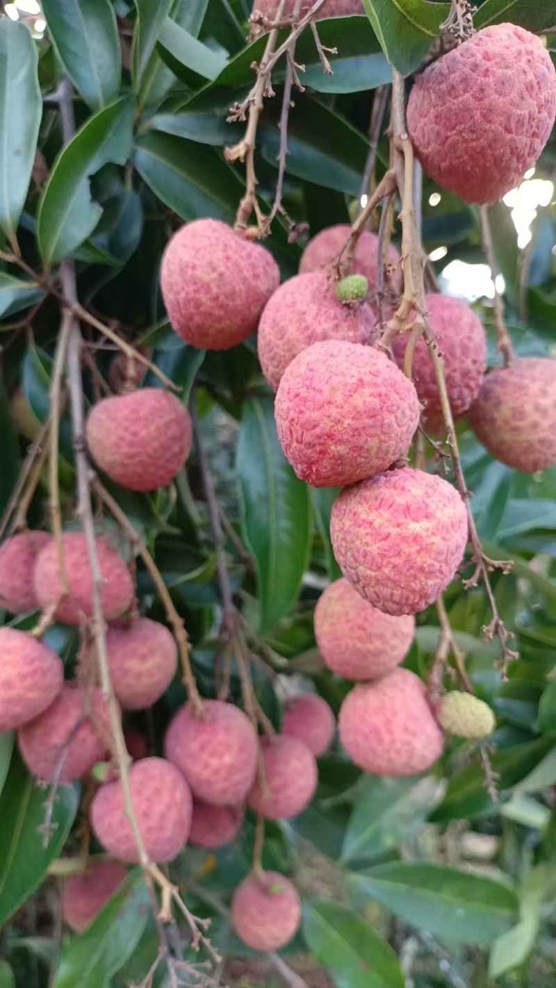 荔枝