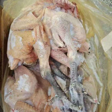麻鸡三黄鸡规格齐全价格低