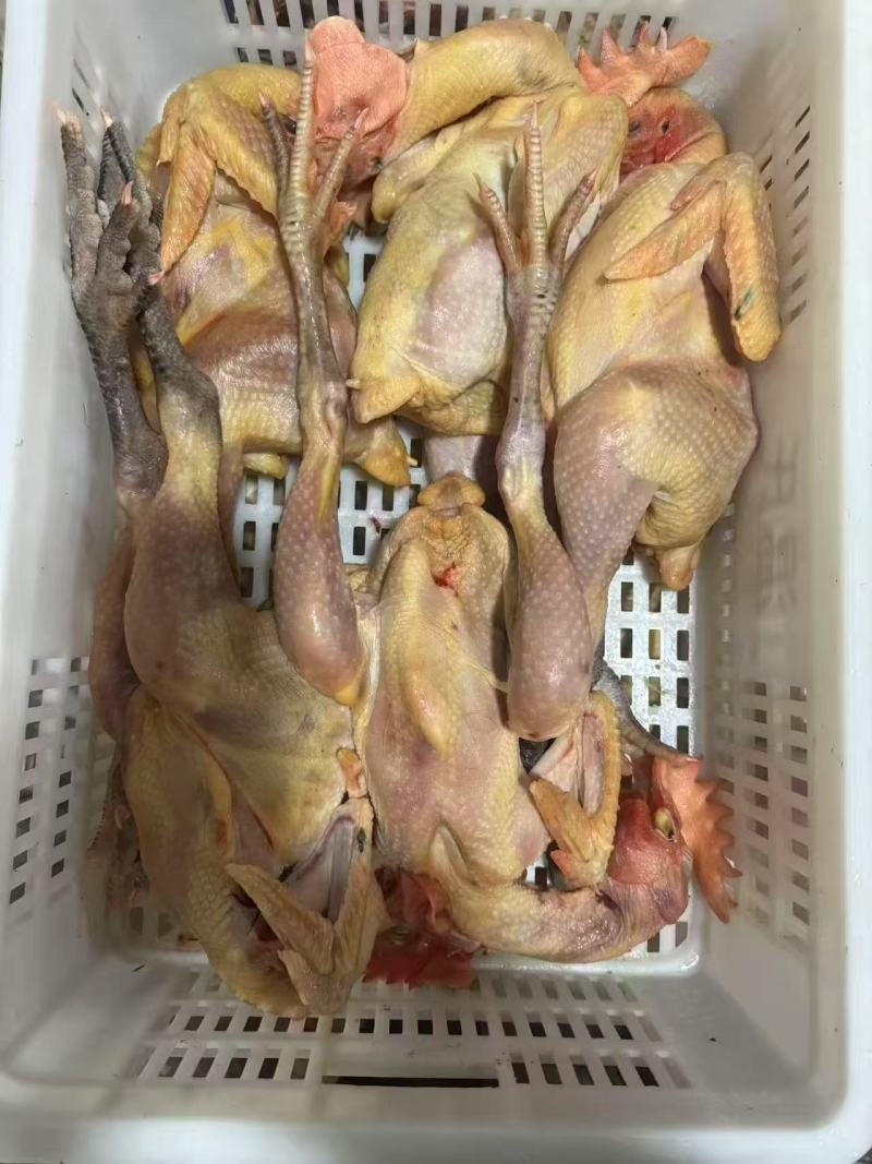 麻鸡三黄鸡规格齐全价格低