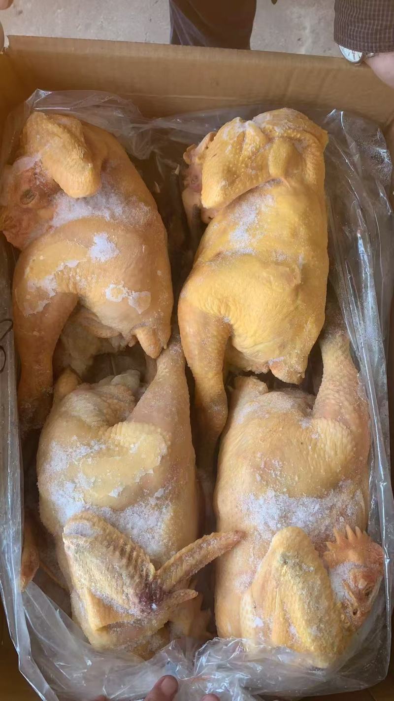 麻鸡三黄鸡规格齐全价格低