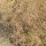 新疆阿克苏孜然1000亩地自产自销