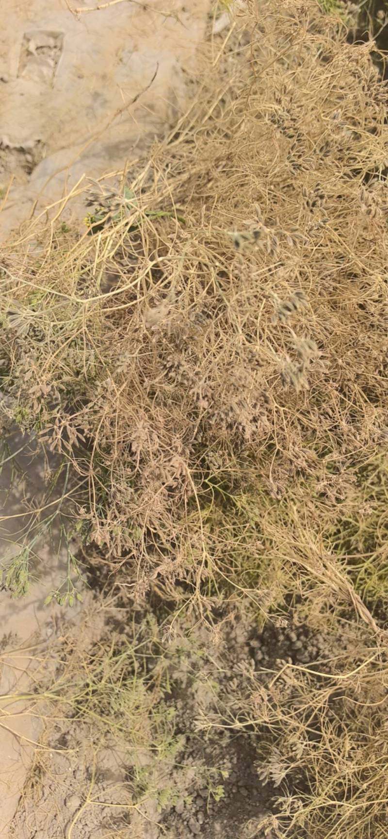 新疆阿克苏孜然1000亩地自产自销
