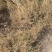 新疆阿克苏孜然1000亩地自产自销