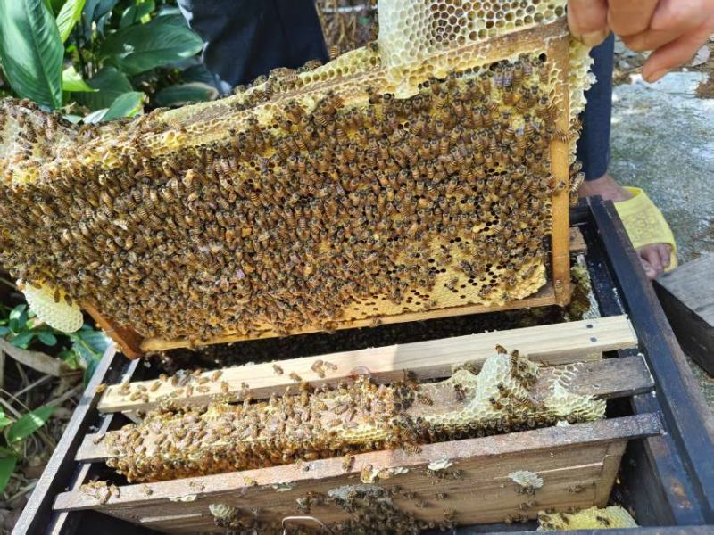 大量龙眼蜂蜜供应批发零售都可以品质保证来电洽谈价优