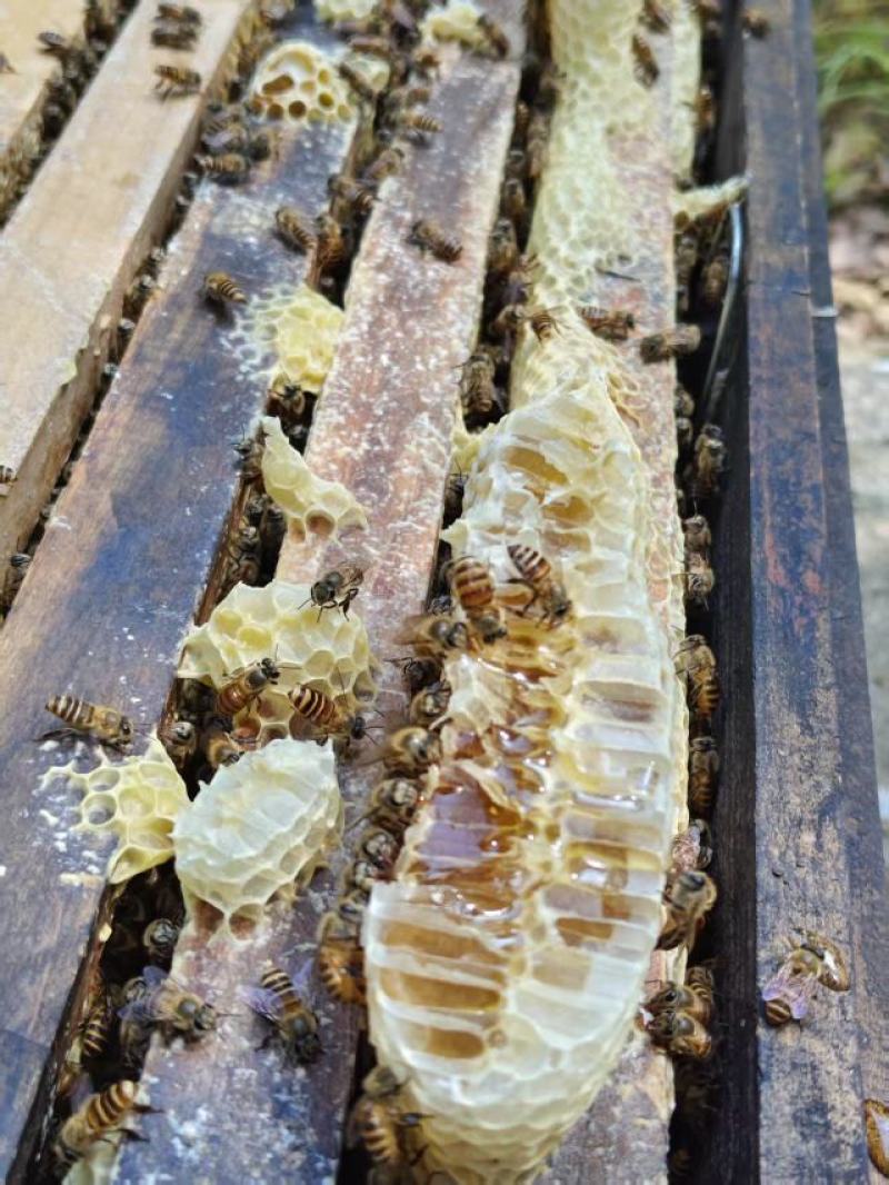 大量龙眼蜂蜜供应批发零售都可以品质保证来电洽谈价优