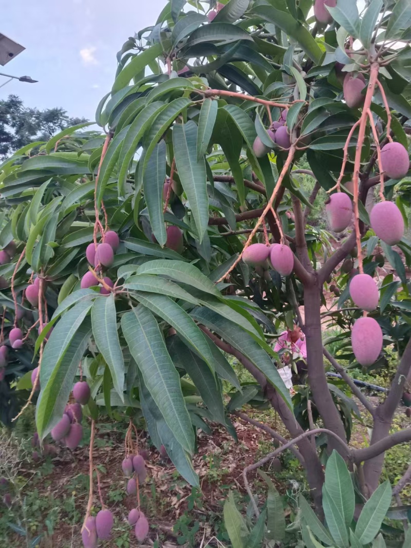 大凉山芒果贵妃芒有一种芒，叫贵妃芒有一种薄，核