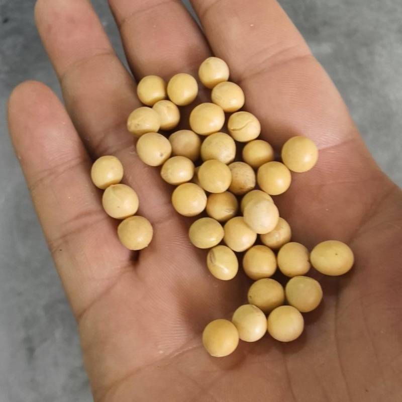 豆浆豆，可用来做豆腐，豆浆，锅巴，炒货