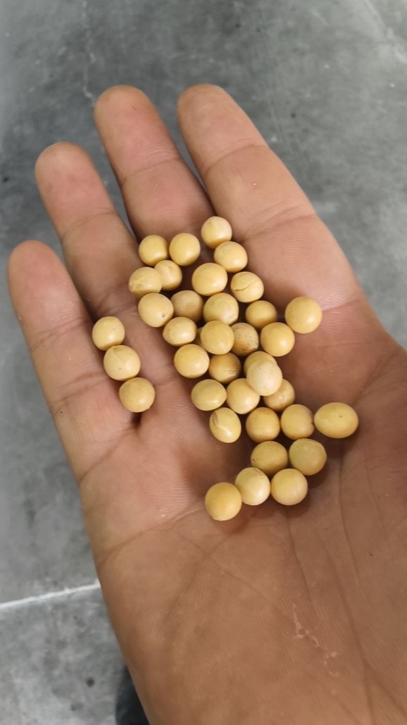 豆浆豆，可用来做豆腐，豆浆，锅巴，炒货