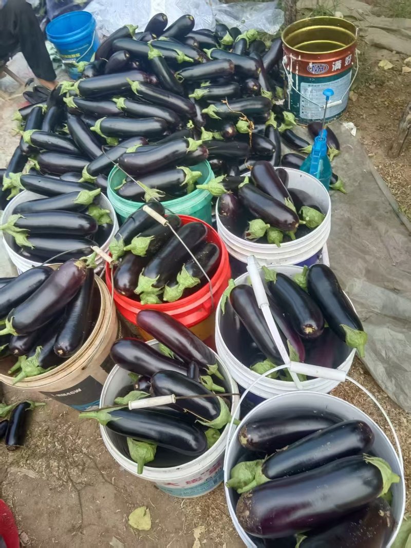 绿把长茄大量上市需要的联系超市电商集市合作
