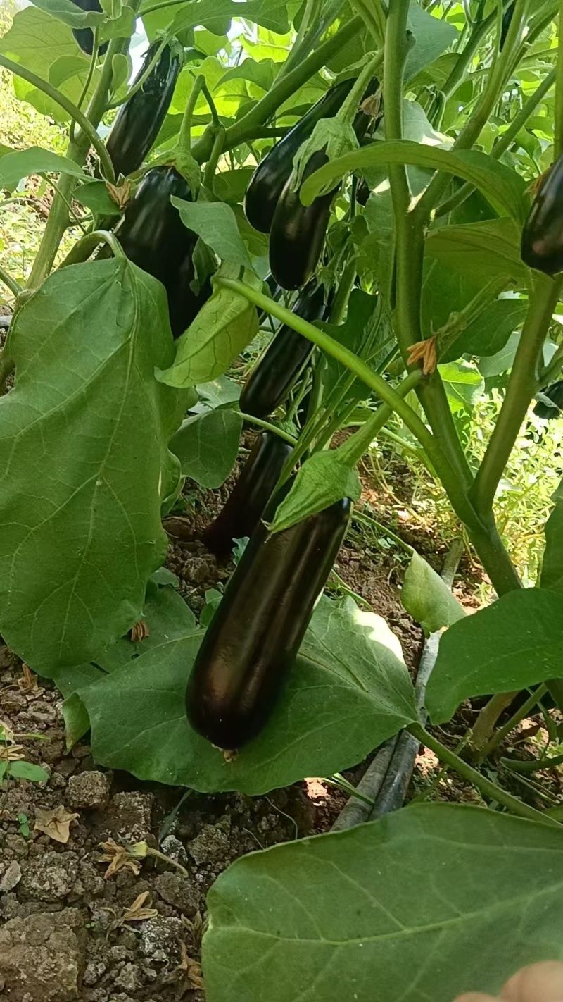 绿把长茄大量上市需要的联系超市电商集市合作