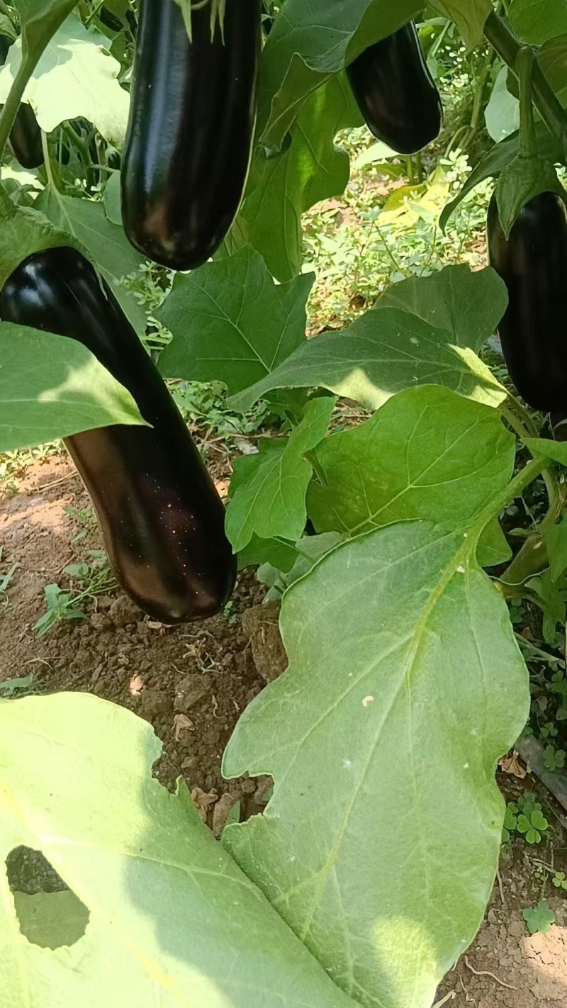 绿把长茄大量上市需要的联系超市电商集市合作