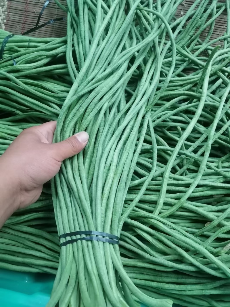 【热卖】精品青条长豆角大量上市中，泡水加冰，产地直发，