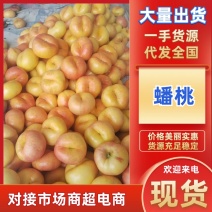 白黄蟠桃一手货源大量出货代发全国对接市场