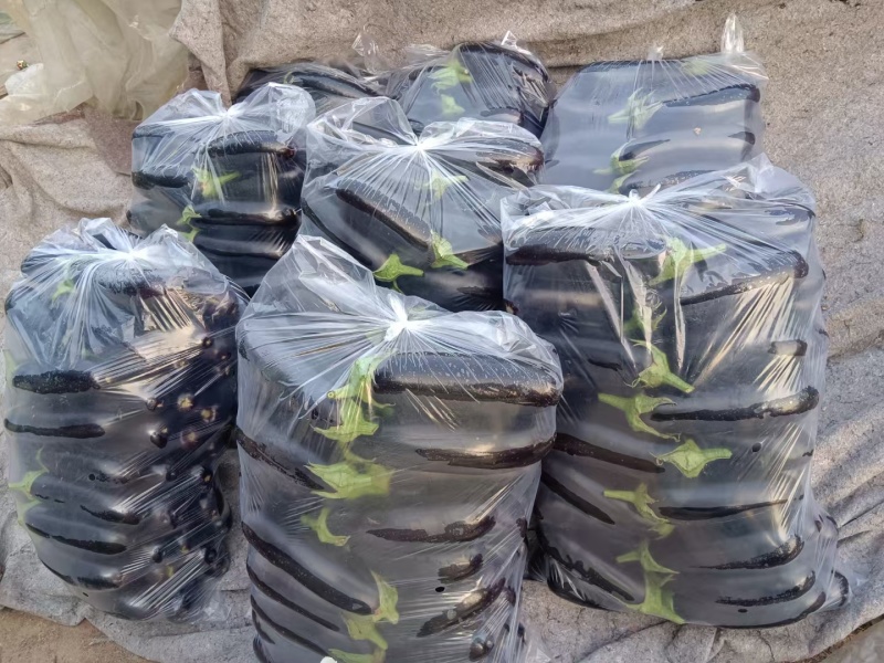 绿把长茄大量上市需要的联系超市电商集市合作
