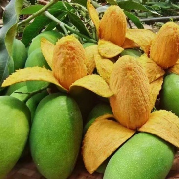 攀枝花椰香芒果大量出货对接市场电商平台