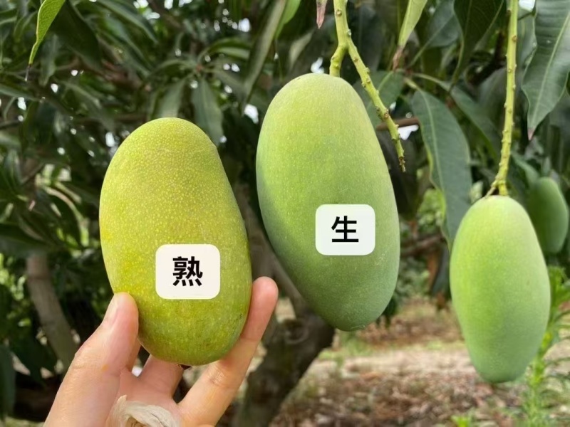 攀枝花椰香芒果大量出货对接市场电商平台
