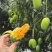 攀枝花椰香芒果大量出货对接市场电商平台