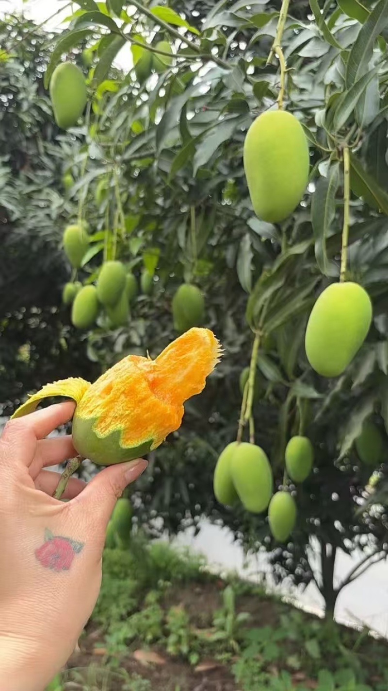 攀枝花椰香芒果大量出货对接市场电商平台