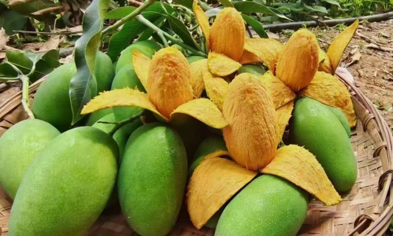 攀枝花椰香芒果大量出货对接市场电商平台