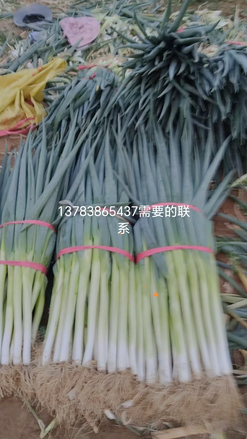 大葱大量供应，各大市场，商超配送，个体，产地一手货源