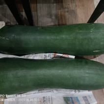 铁柱二号黑皮冬瓜