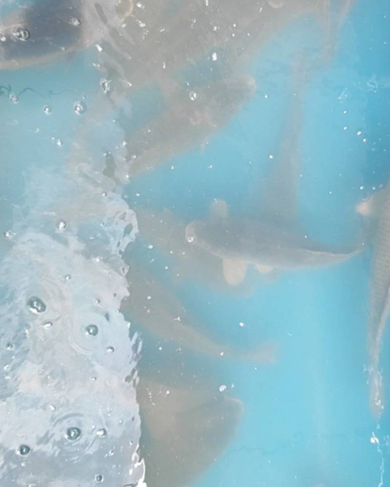 鲤鱼