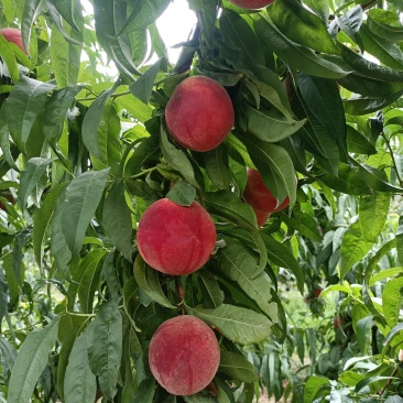 山西中桃13，霸王脆毛桃对接商超，批发市场