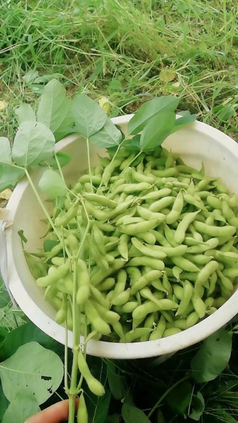 2025鲜毛豆粒，鲜毛豆夹，大量现货供应商超食堂市场