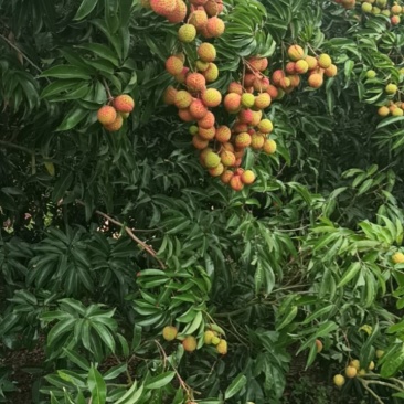 广东阳江精品玉荷包，量大从优，保质保量，欢迎咨询