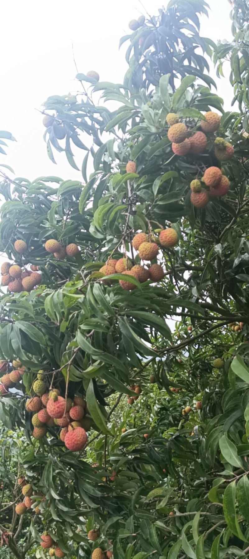 广东阳江精品玉荷包，量大从优，保质保量，欢迎咨询