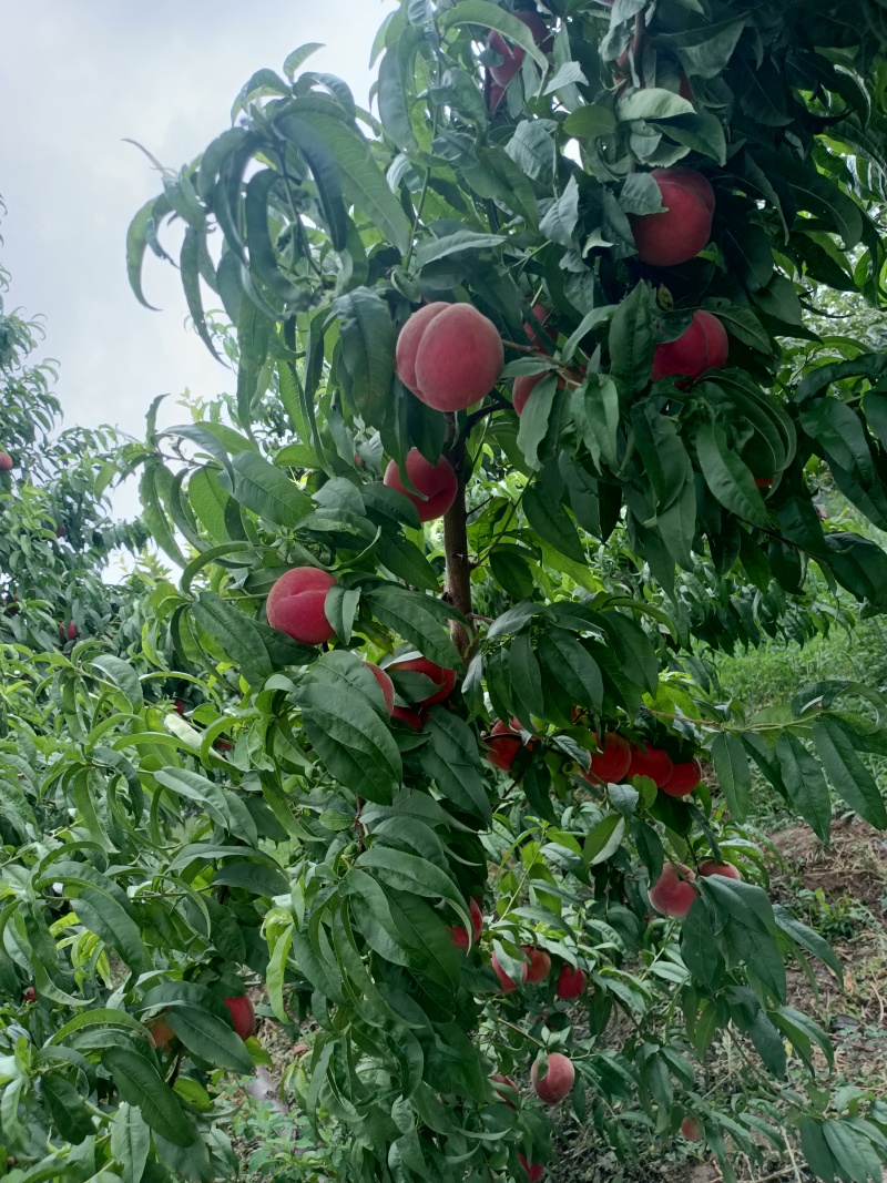 山西中桃13，霸王脆毛桃对接商超，批发市场