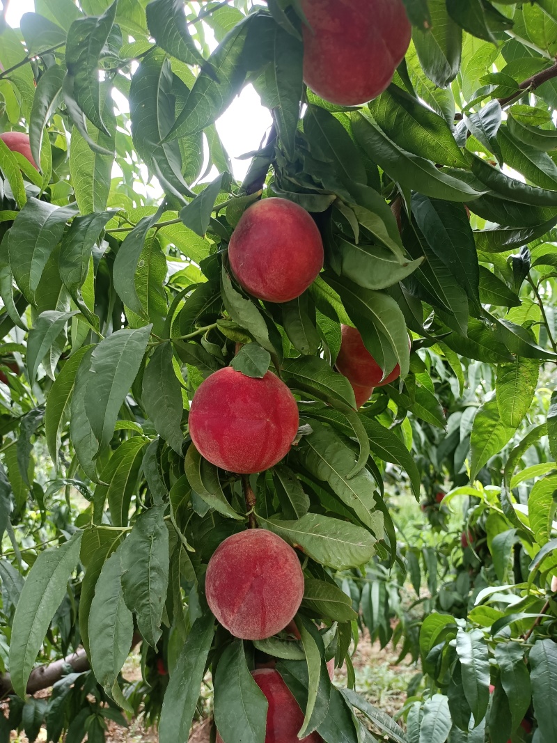 山西中桃13，霸王脆毛桃对接商超，批发市场