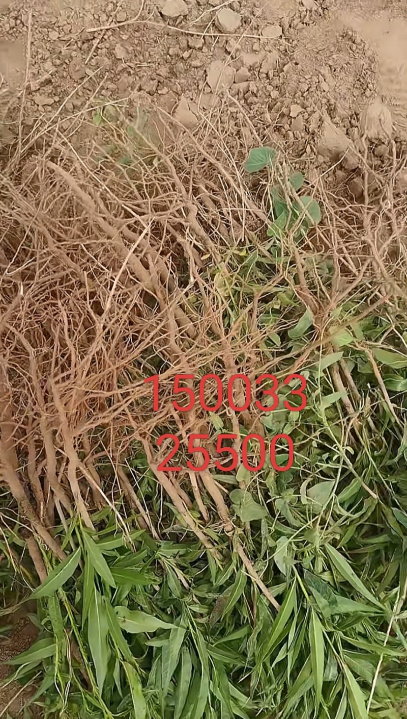 杠柳***********