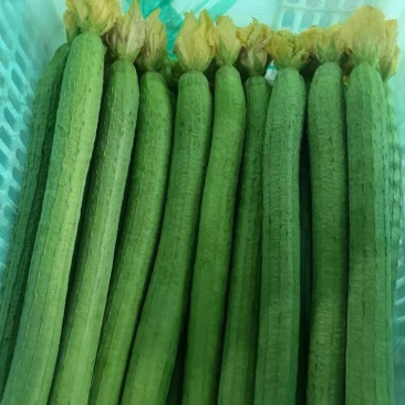 南通本地精品长丝瓜