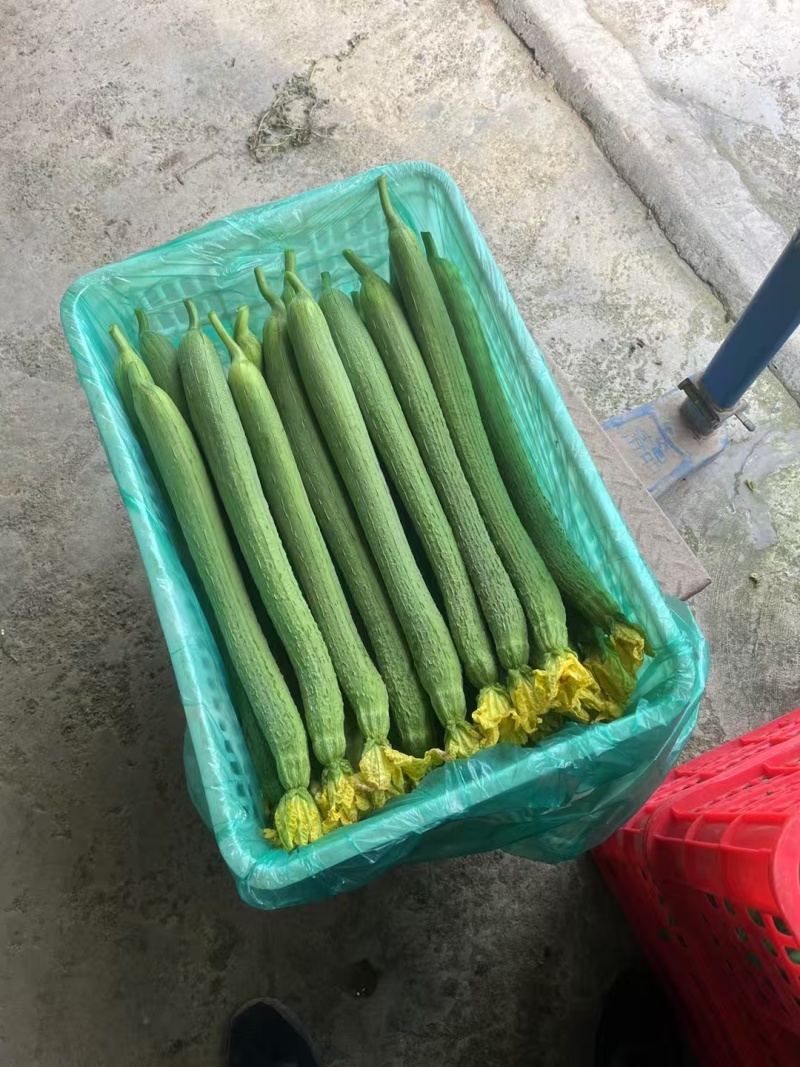南通本地精品长丝瓜