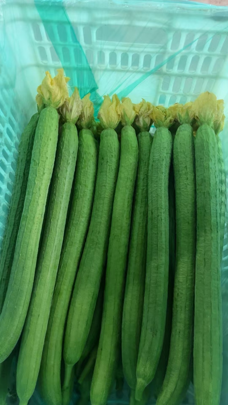 南通本地精品长丝瓜